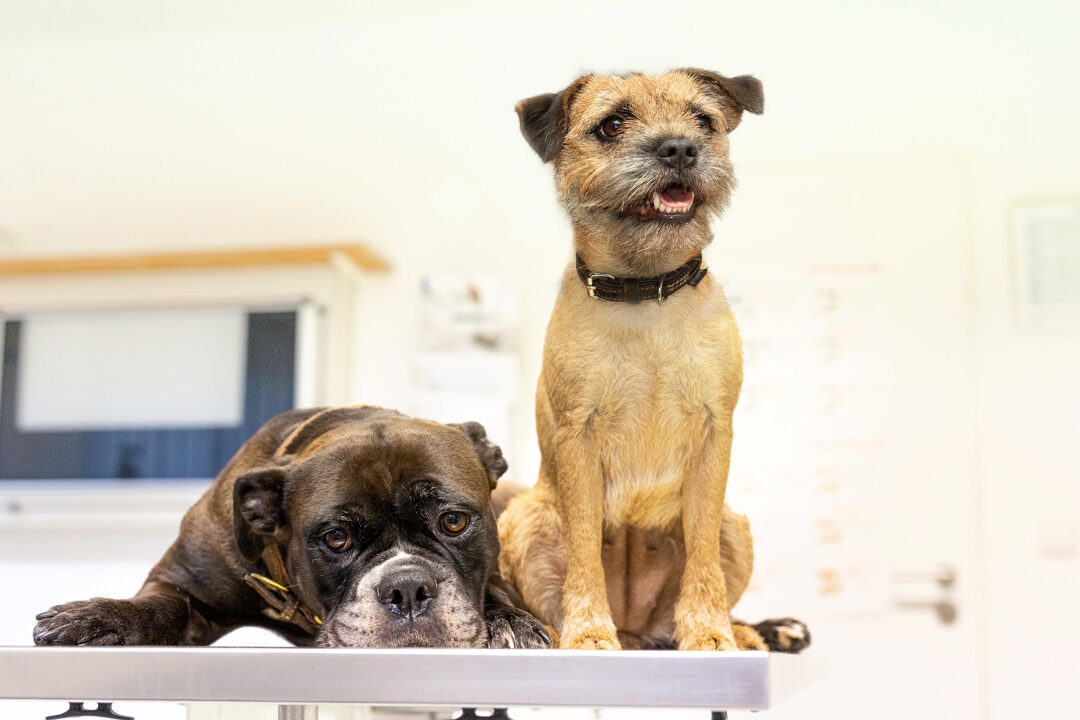 Teaserbild Tierklinik Lademannbogen GmbH