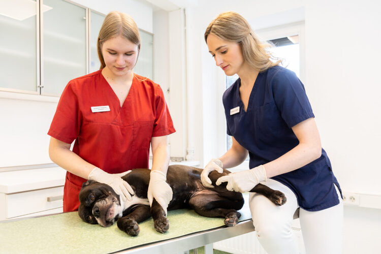 Tierklinik Lademannbogen GmbH - unsere Vision